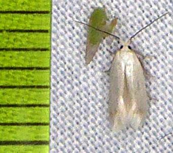 Opostega salaciella